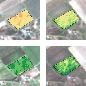Four pictures in one showing a spectral image of a field at different times. Spectral photo.