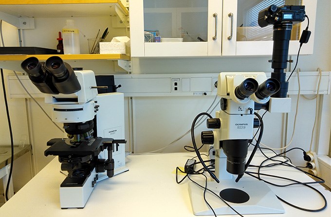 Två mikroskop på en bänk, det ena har en kamera monterad på toppen. Foto.