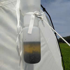 A plastic jar with insects inside, mounted on a tent. Photo.