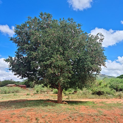 Tamarindus tree