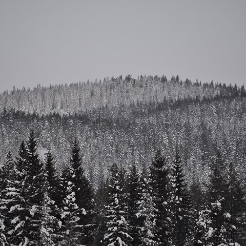 A forest landscape in various shades of grey