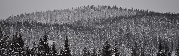 Ett skogslandskap skiftande i grått