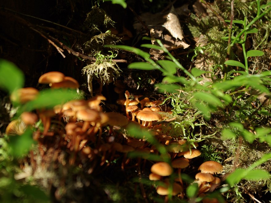 mushroom in the forest
