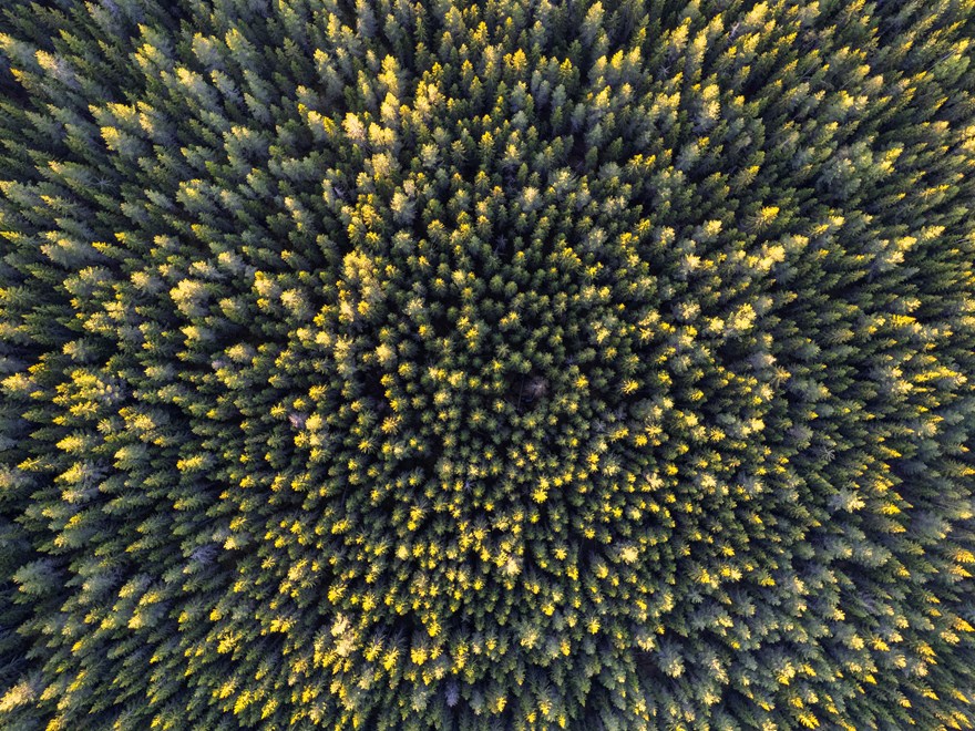Forest management
