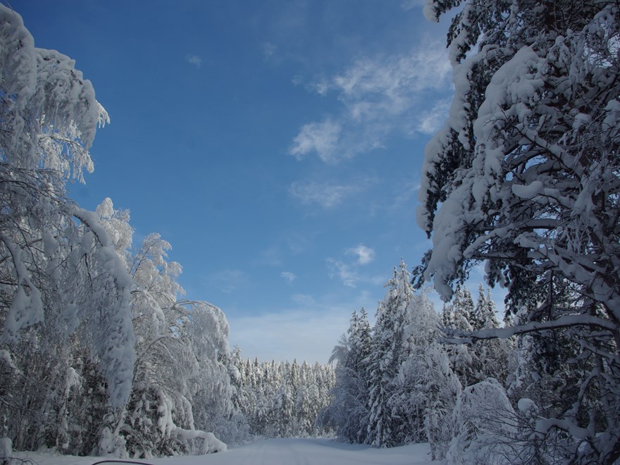 Winter Scene