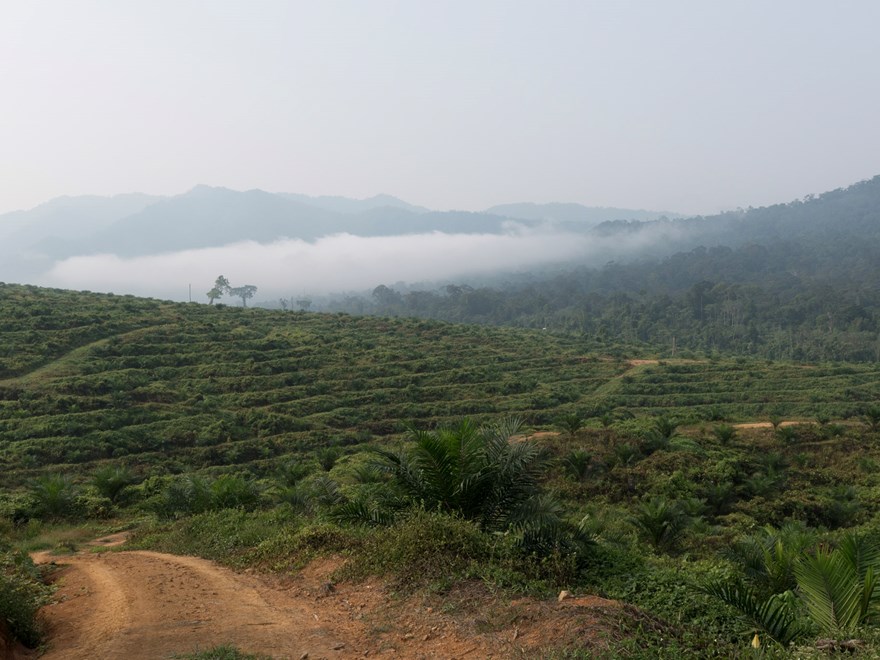 Bornea Forest