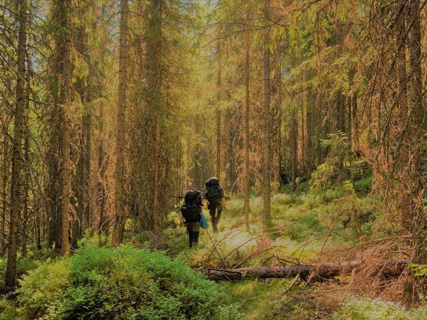 Hiking in the forest
