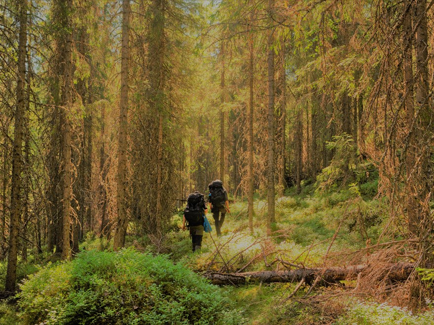 Vandring i skogen