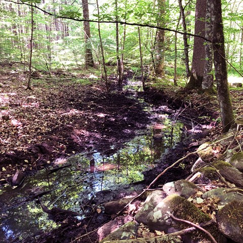 Beech forest stream with a protected riparian area.