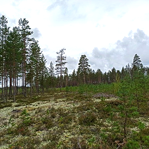 Pine forest with a bottom layer of lichen. Photo.