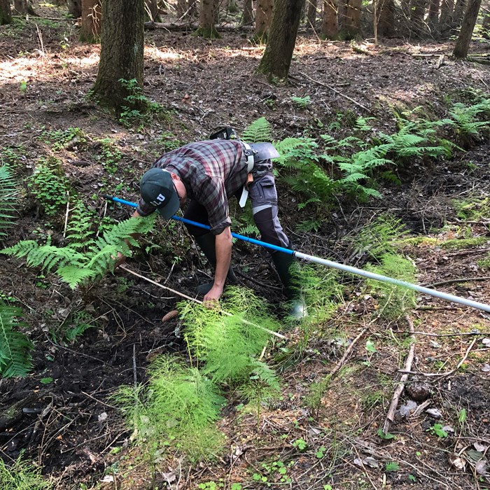 Measurement of a dry forest ditch.