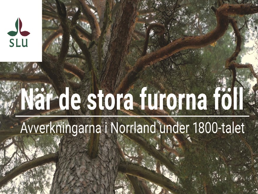bild av video for stora furorna