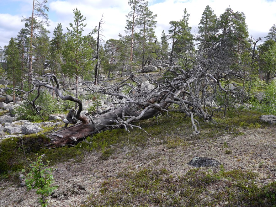 öda stående och liggande träd