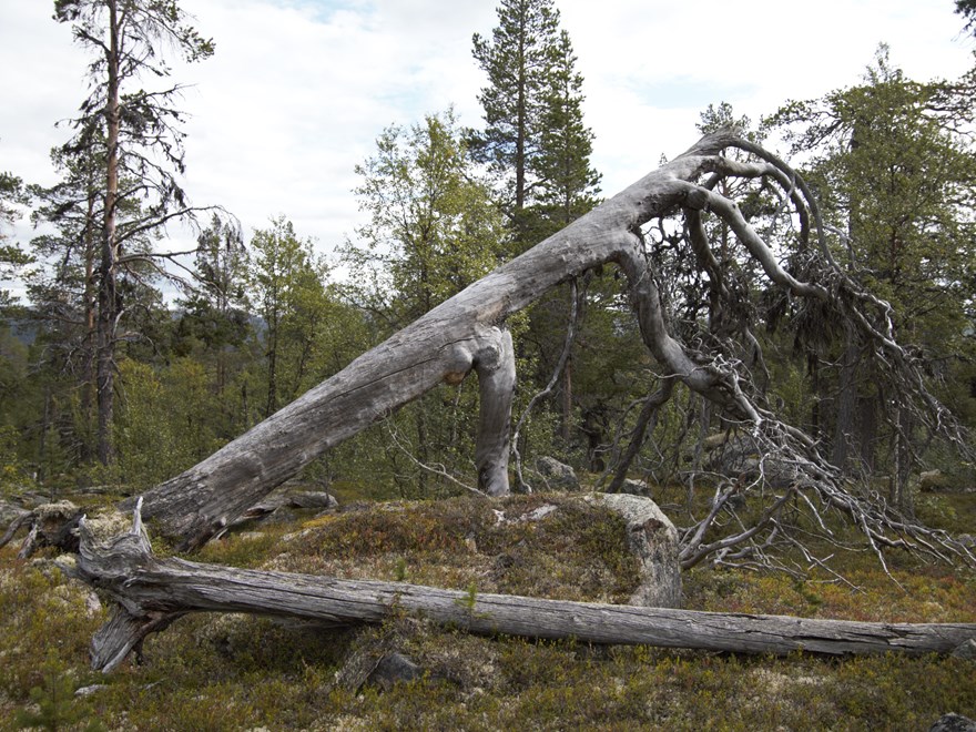 öda stående och liggande träd