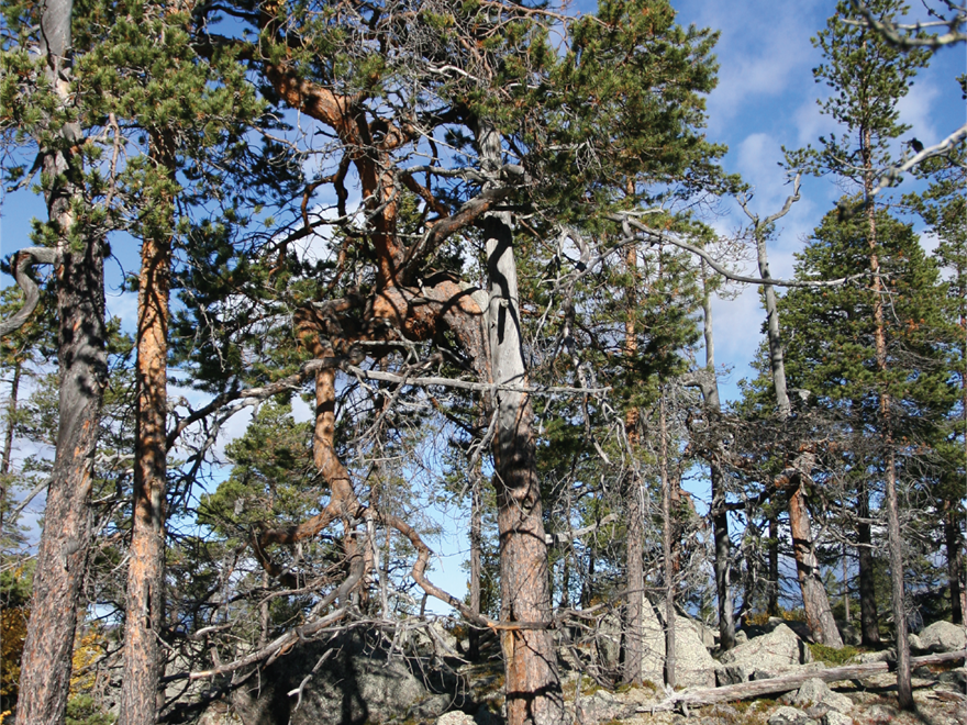 riktigt gamla och särpräglade träd i Vattme och på keloträd 