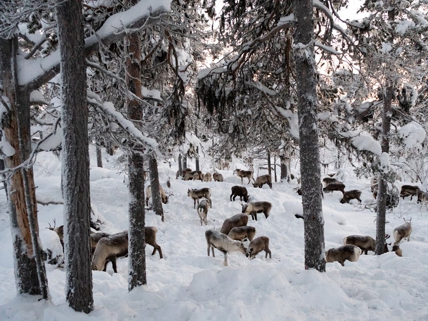 Reindeers in Vattme in the winter