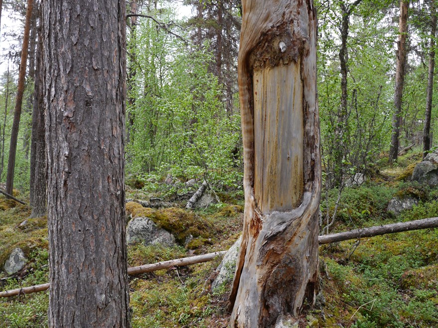 Sami bark
