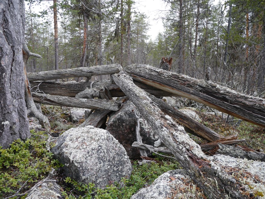 Sámi bark collection, inks with carvings; the reindeer fence; laid stone; drawing of the hornbill at Bläckajaure