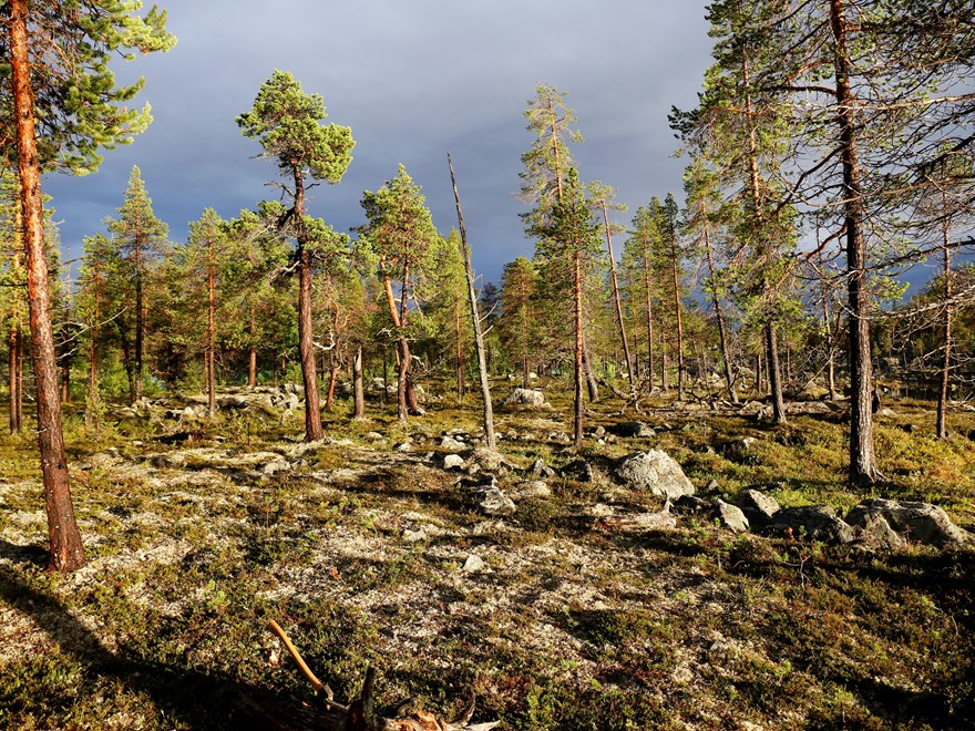 Tredelad första 