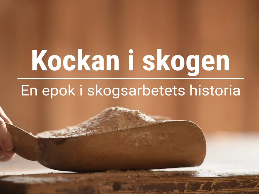 bild av skog historia video