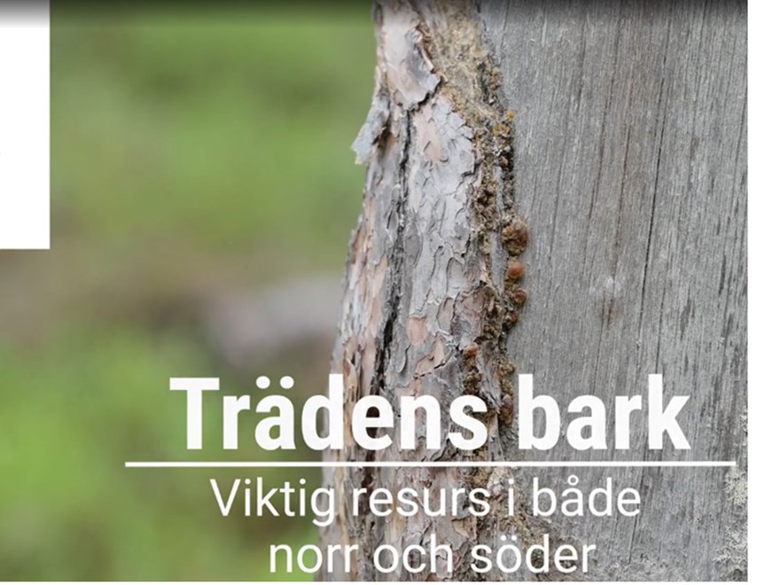 Bark