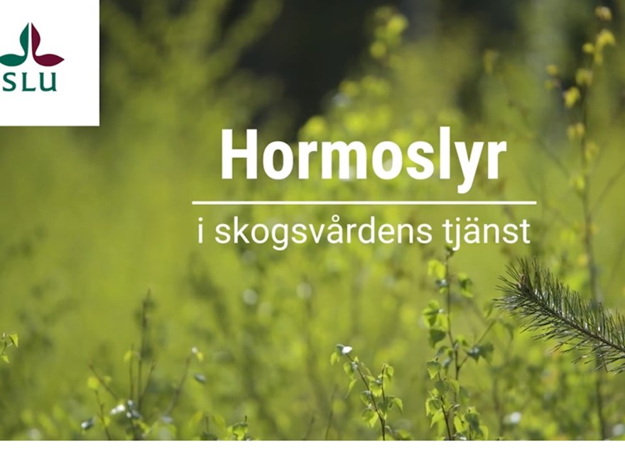 hormoslyr