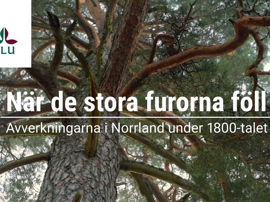 Skog historia