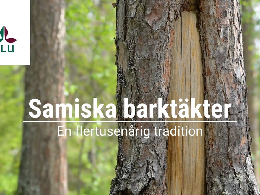 Skog Historia