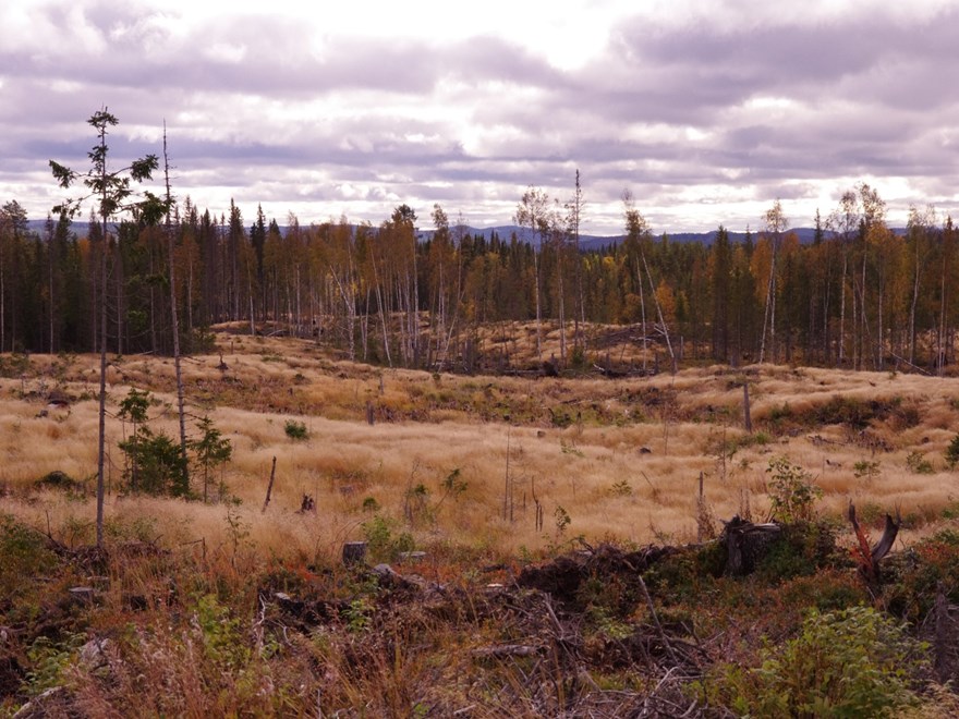 boreal landscape