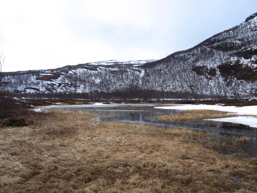 boreal landscape