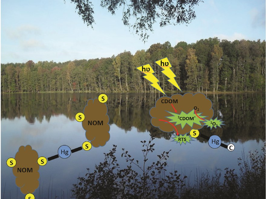 Mercury cyclying in lake