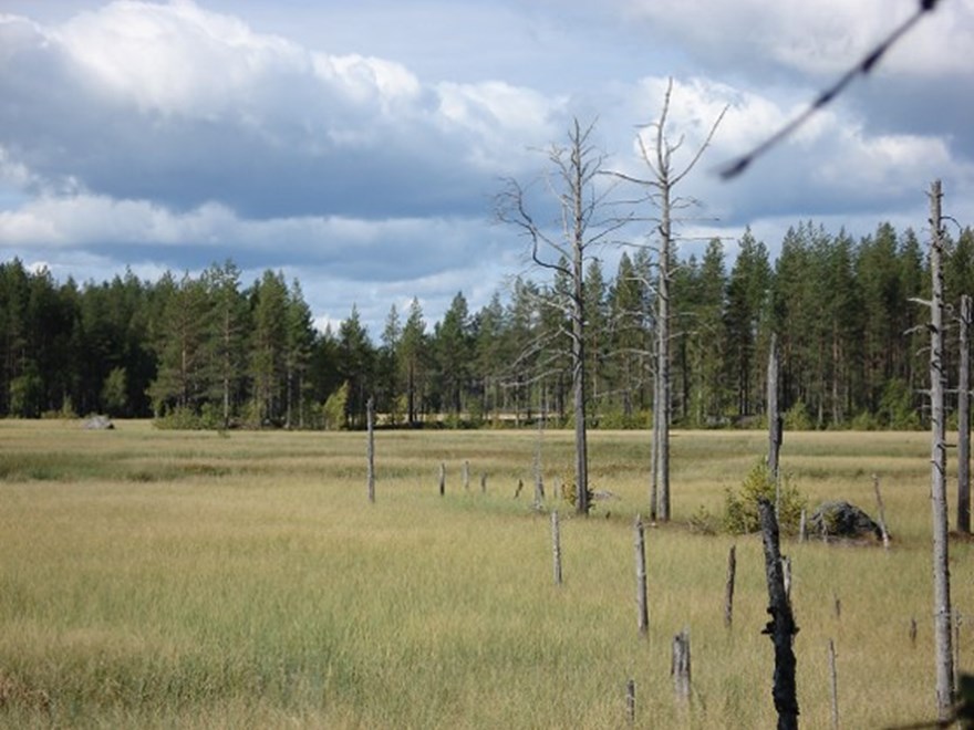 Wetland restoration and transformation processes of mercury