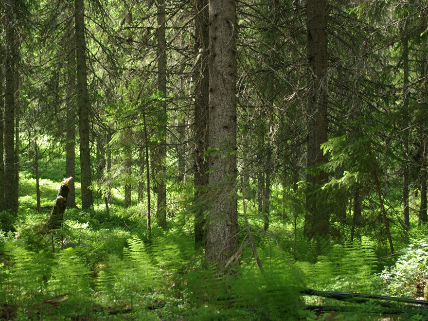 Boreal Forest