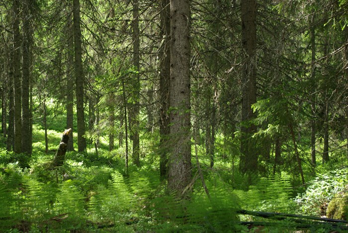 Boreala skog