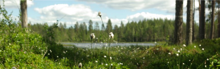 Krycklanlandskap