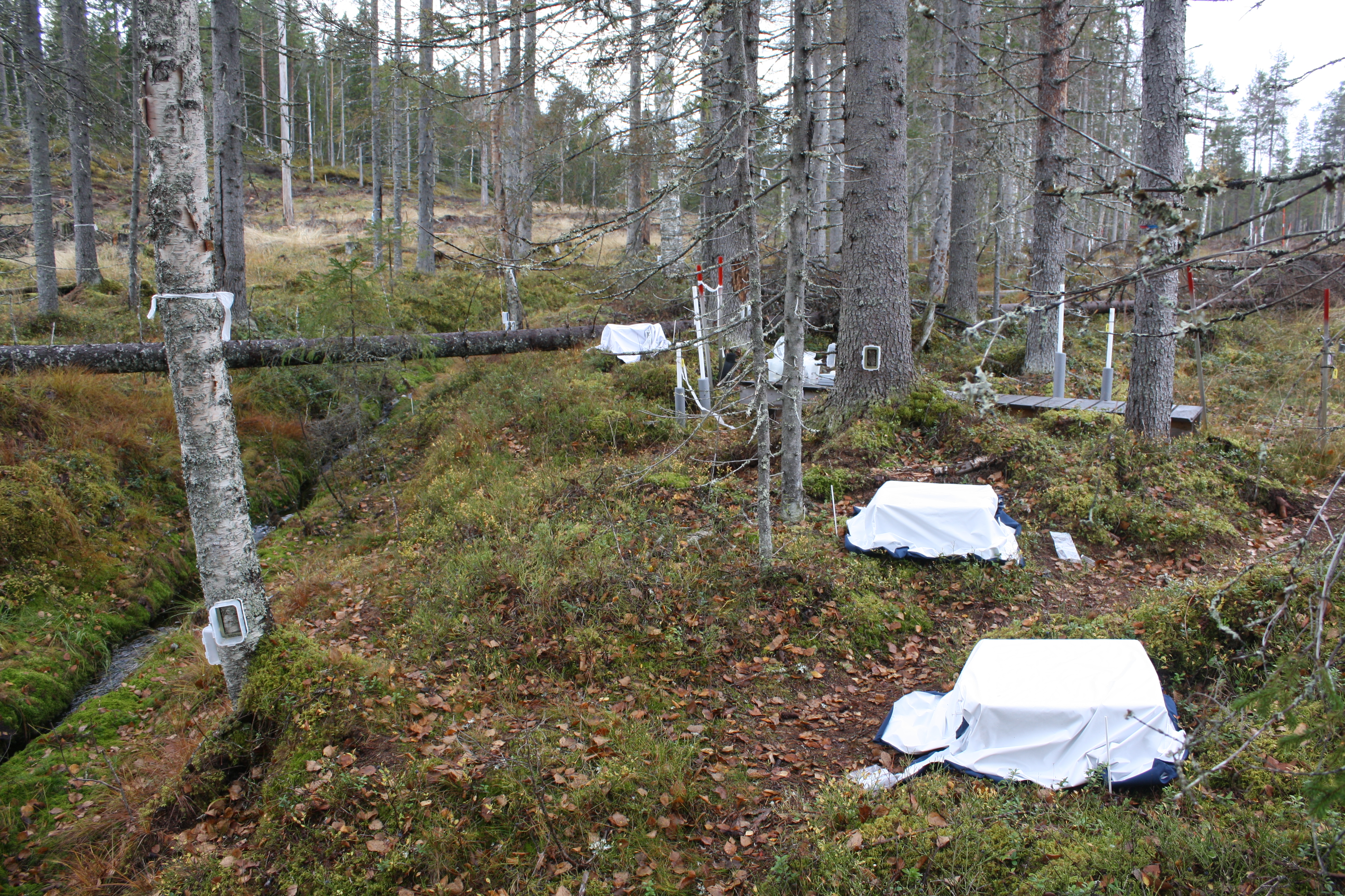 Soil gas flux measurements in riparian buffer zone