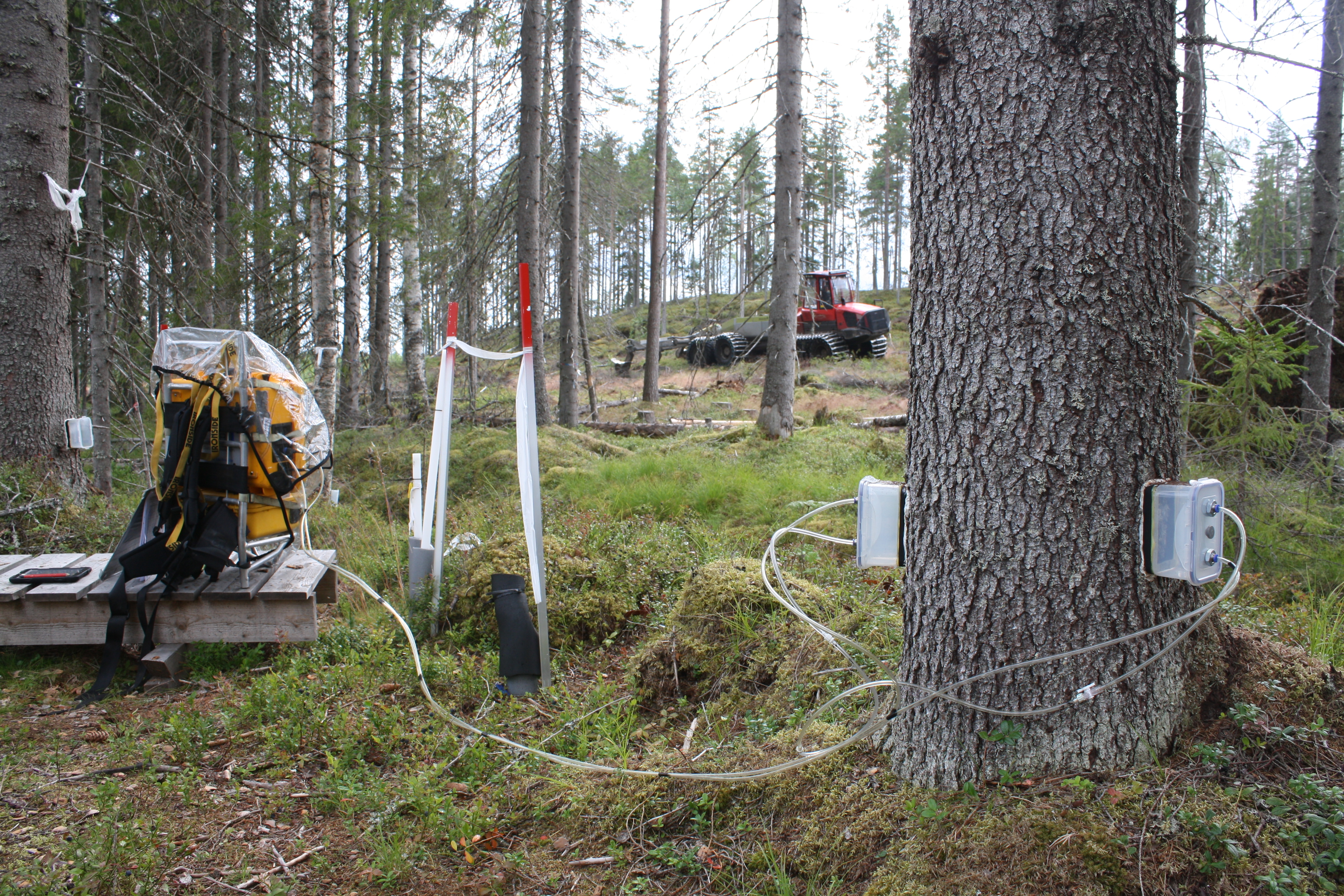 Tree stem gas measurements in Riparian Buffer zone