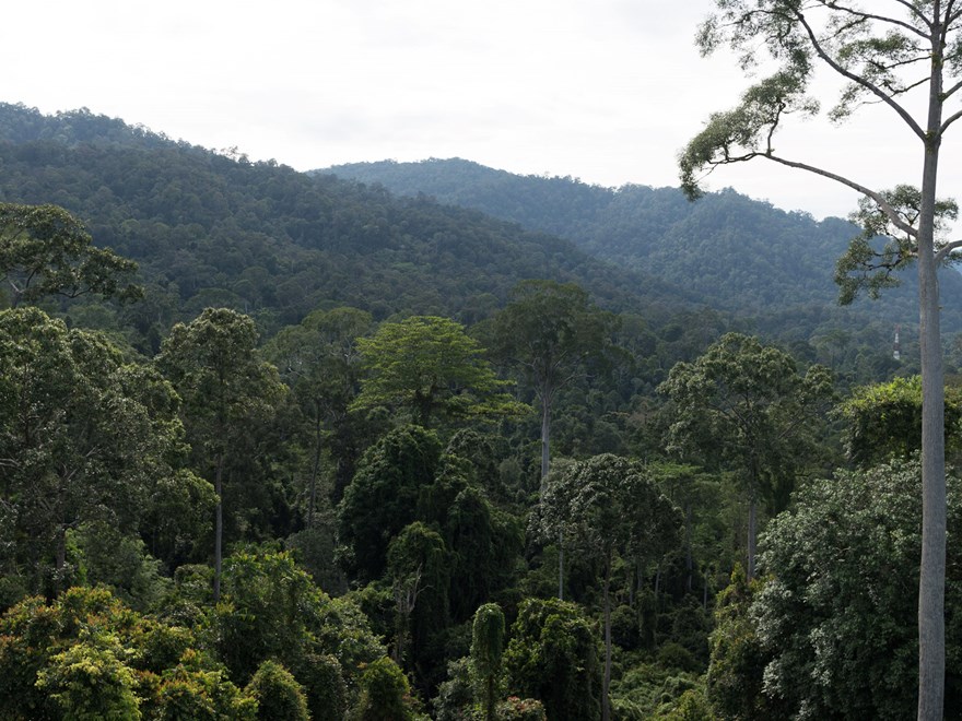  Borneo field work
