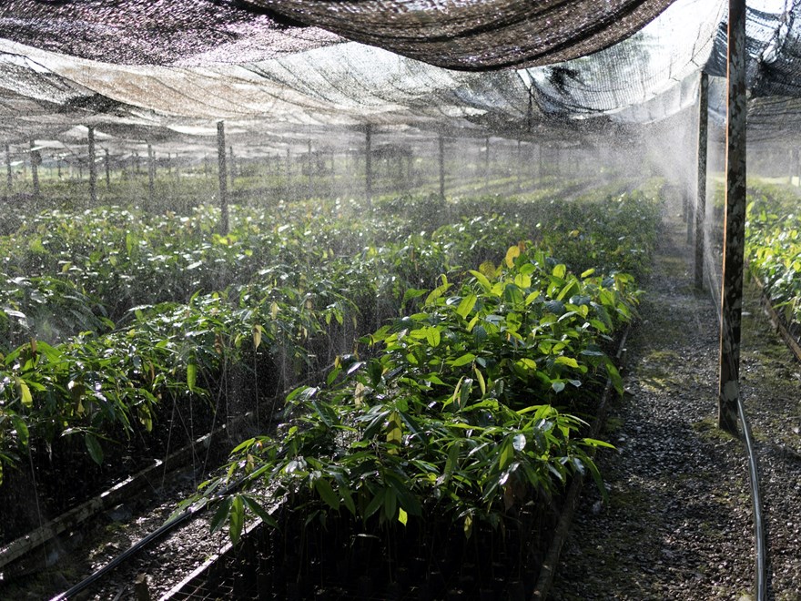  Borneo field work