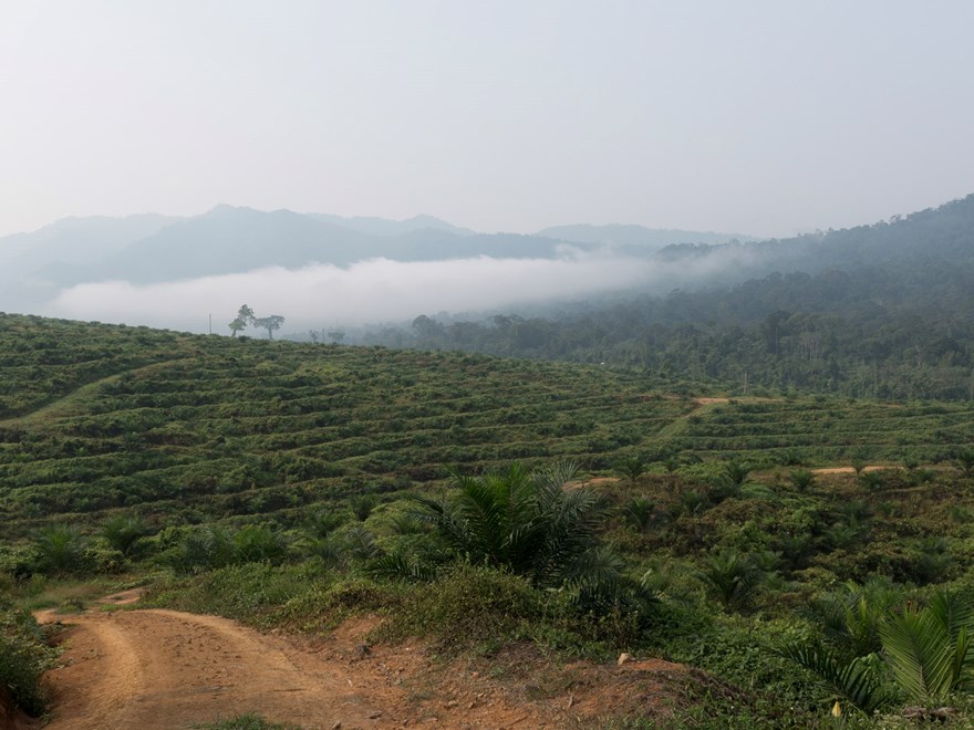  Borneo field work