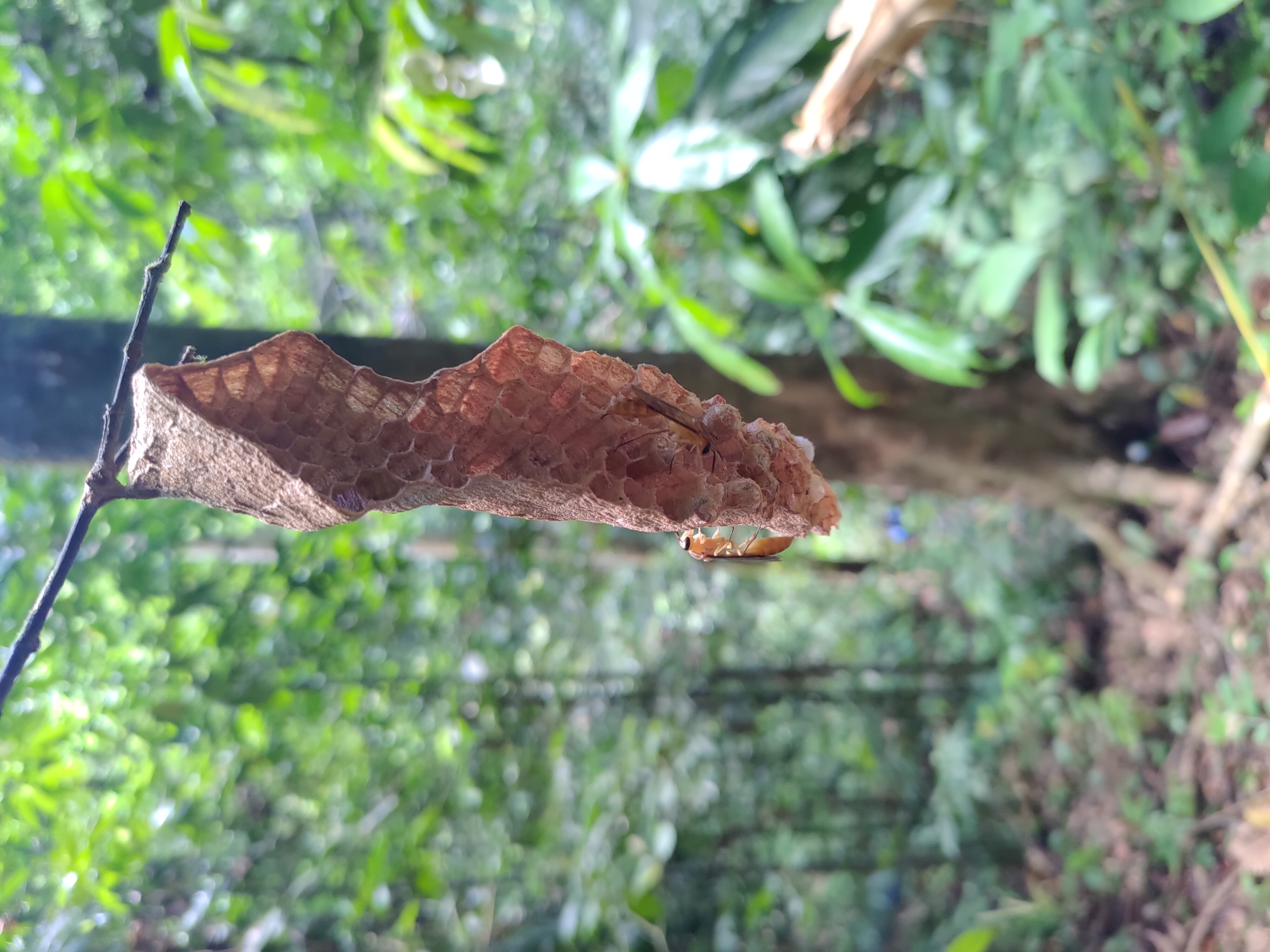 Wildlife in Borneo