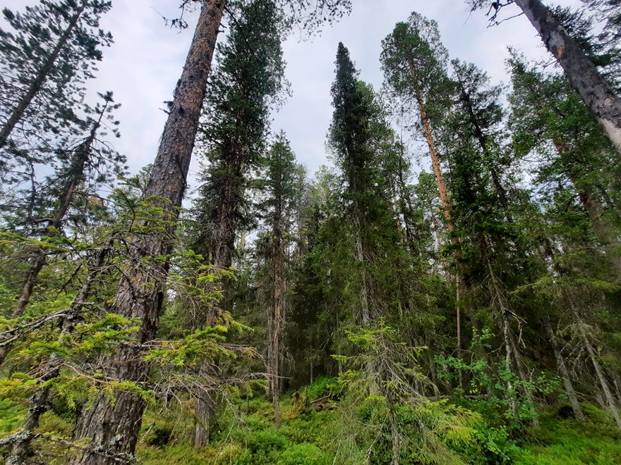Mountain Forest