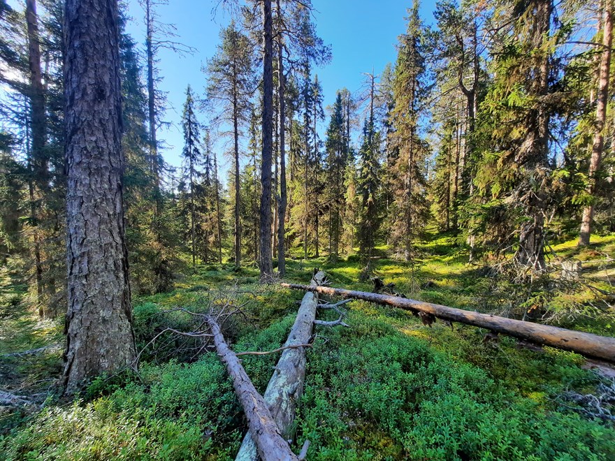 Forest scene