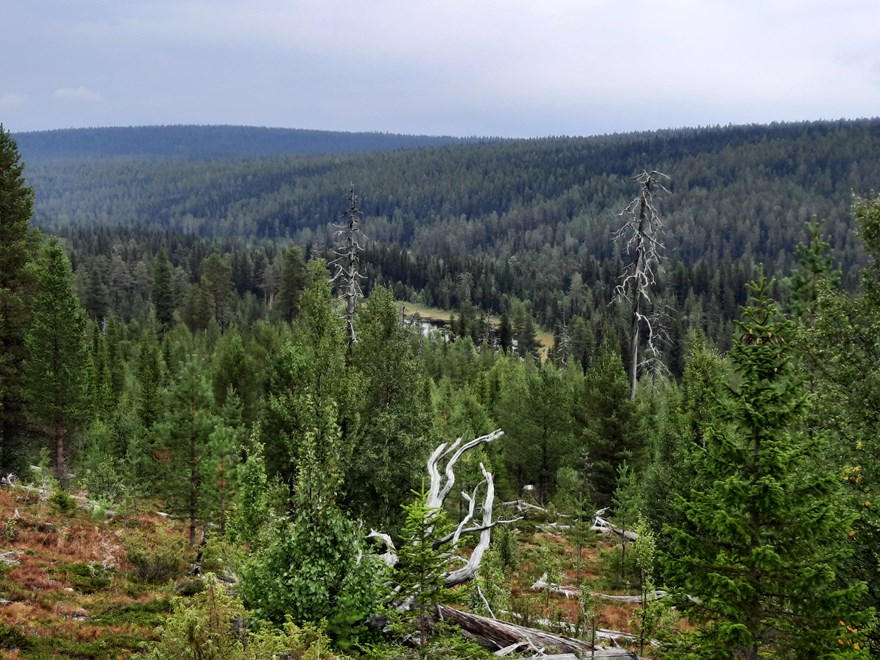 Forest landsacpe