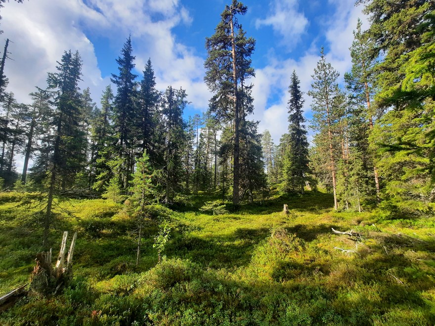 forest ladnscape