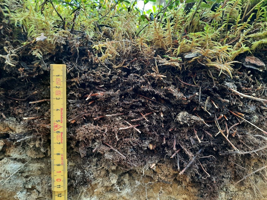 Soil profile