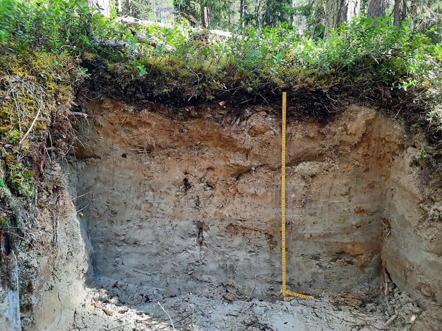 Soil Profile