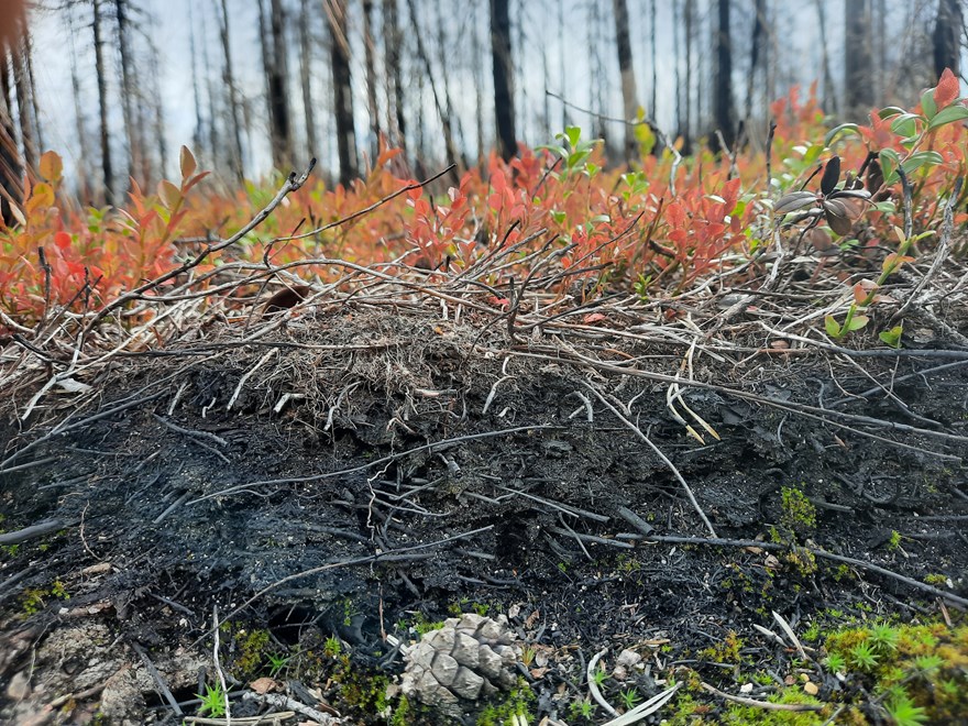 Soil profile