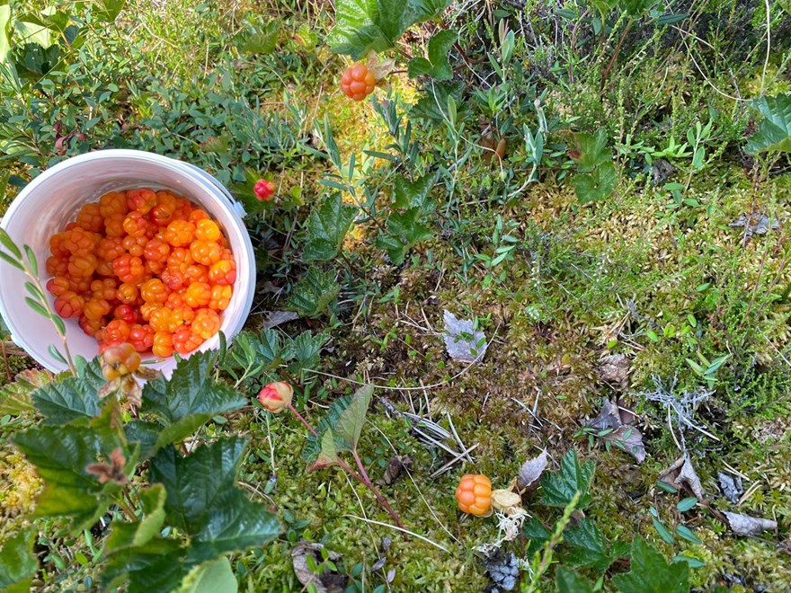 Berries