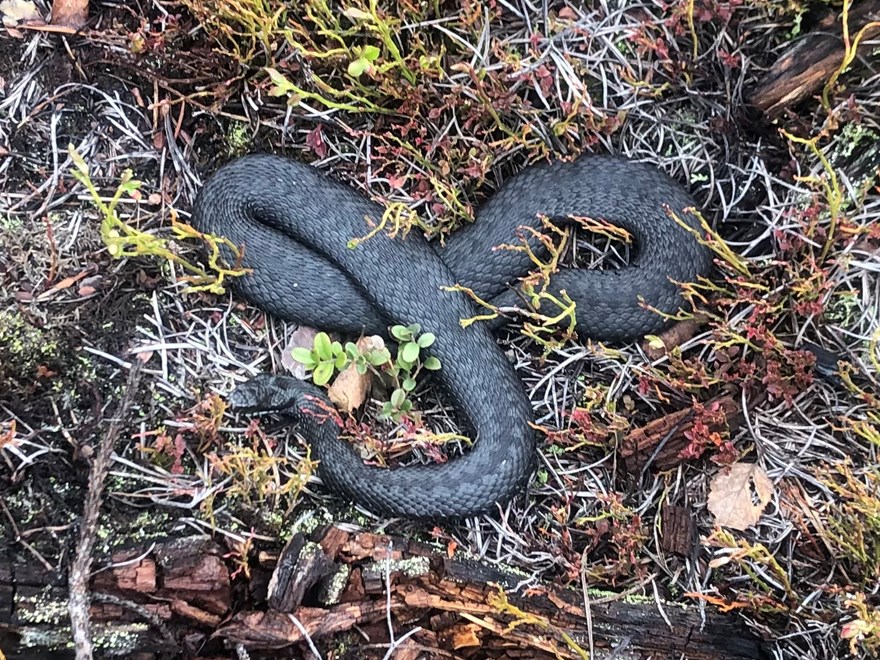 Snake